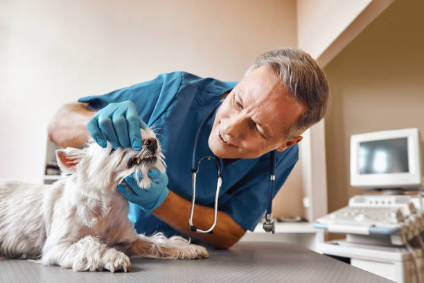 Best Emergency Dental Services for Seniors in Chesapeake, OH